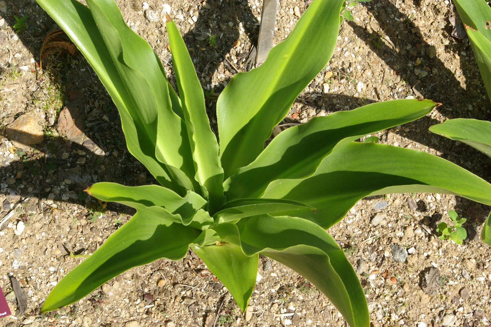 Pineapple Lilly (Eucomis Autumnalis) — resembles a miniature pineapple and can reach a height of up to 10 to 15 inches