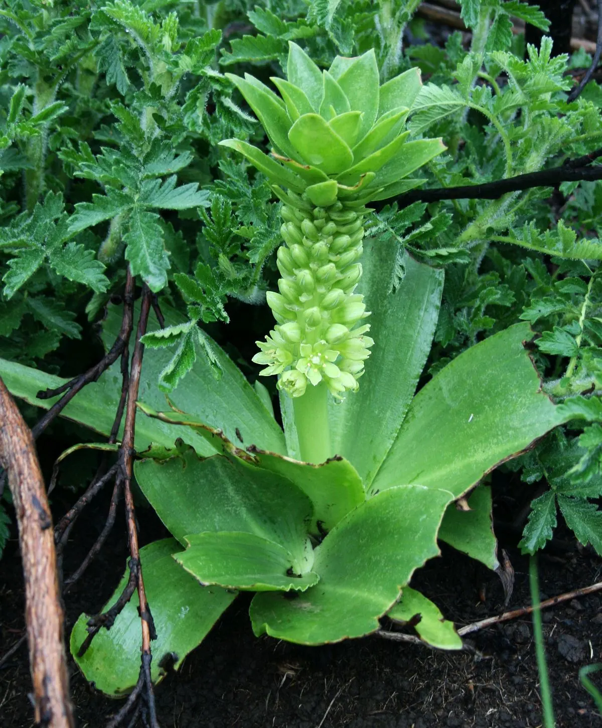 Pineapple Lilly (Eucomis Autumnalis) — is a distinctive herbaceous perennial emanating a tropical allure that can elevate any garden design; bulb with white