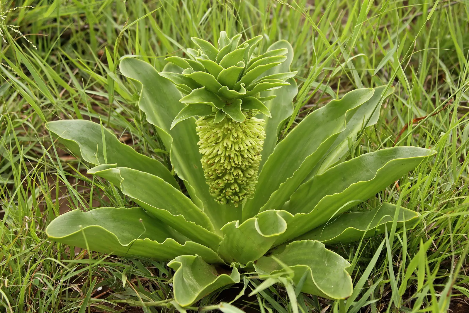 Pineapple Lilly (Eucomis Autumnalis) — usually between July and September