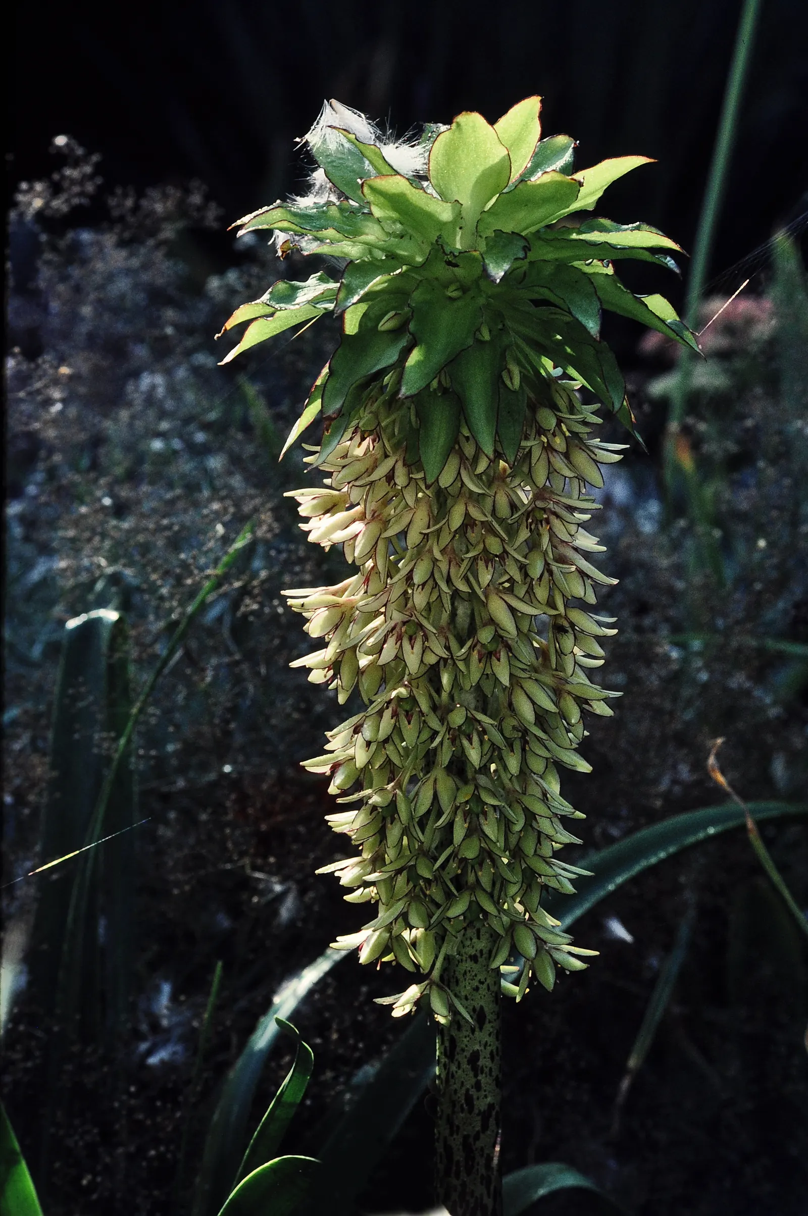 Pineapple Lilly (Eucomis Autumnalis) — white flowers in the garden