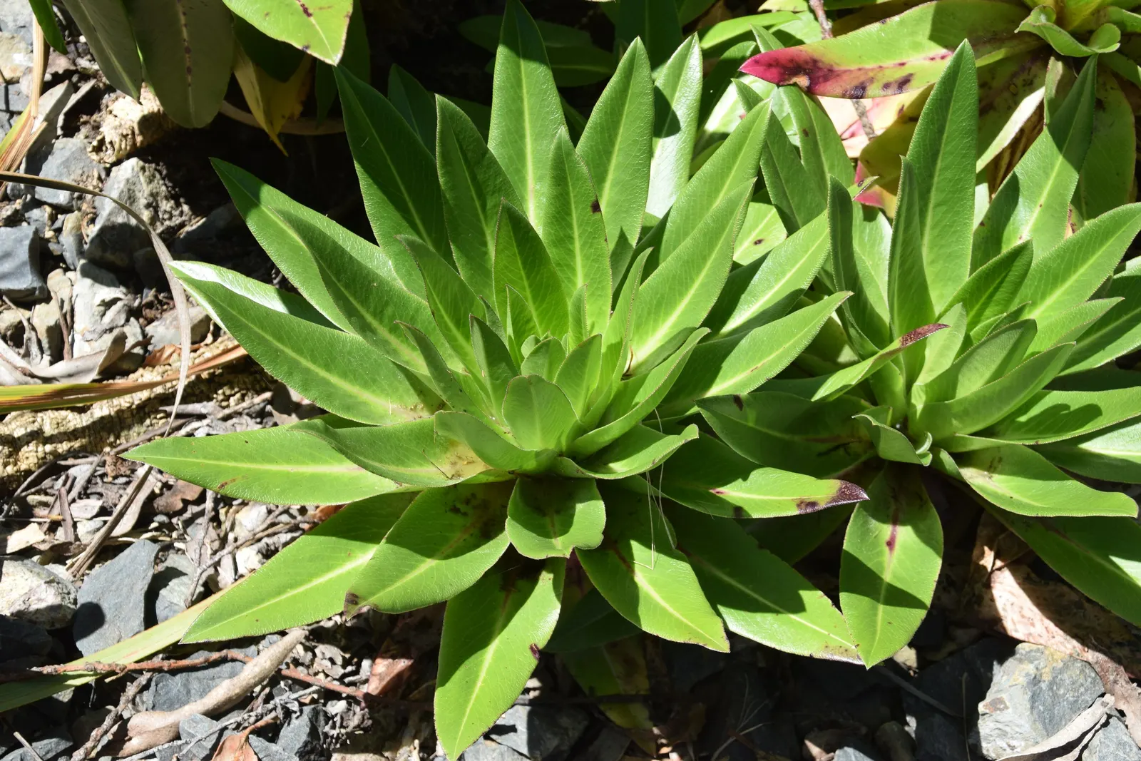 Pineapple Lilly (Eucomis Autumnalis) — bulb with white blooms; topped by a tuft of leaf-like bracts