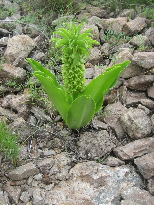 Pineapple Lilly (Eucomis Autumnalis) — offering an annual spectacle that is both eye-catching and conversation-provoking; and ease of care make them an