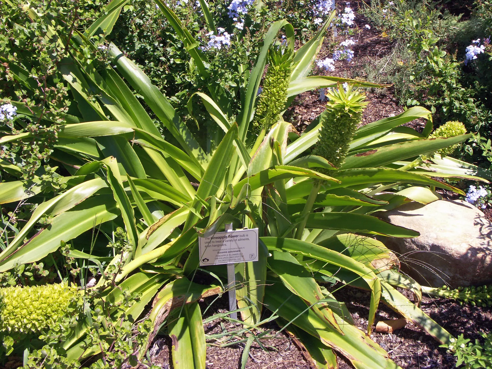 Pineapple Lilly (Eucomis Autumnalis) — usually between July and September; in regions with colder climates, consider container planting to protect it from frost