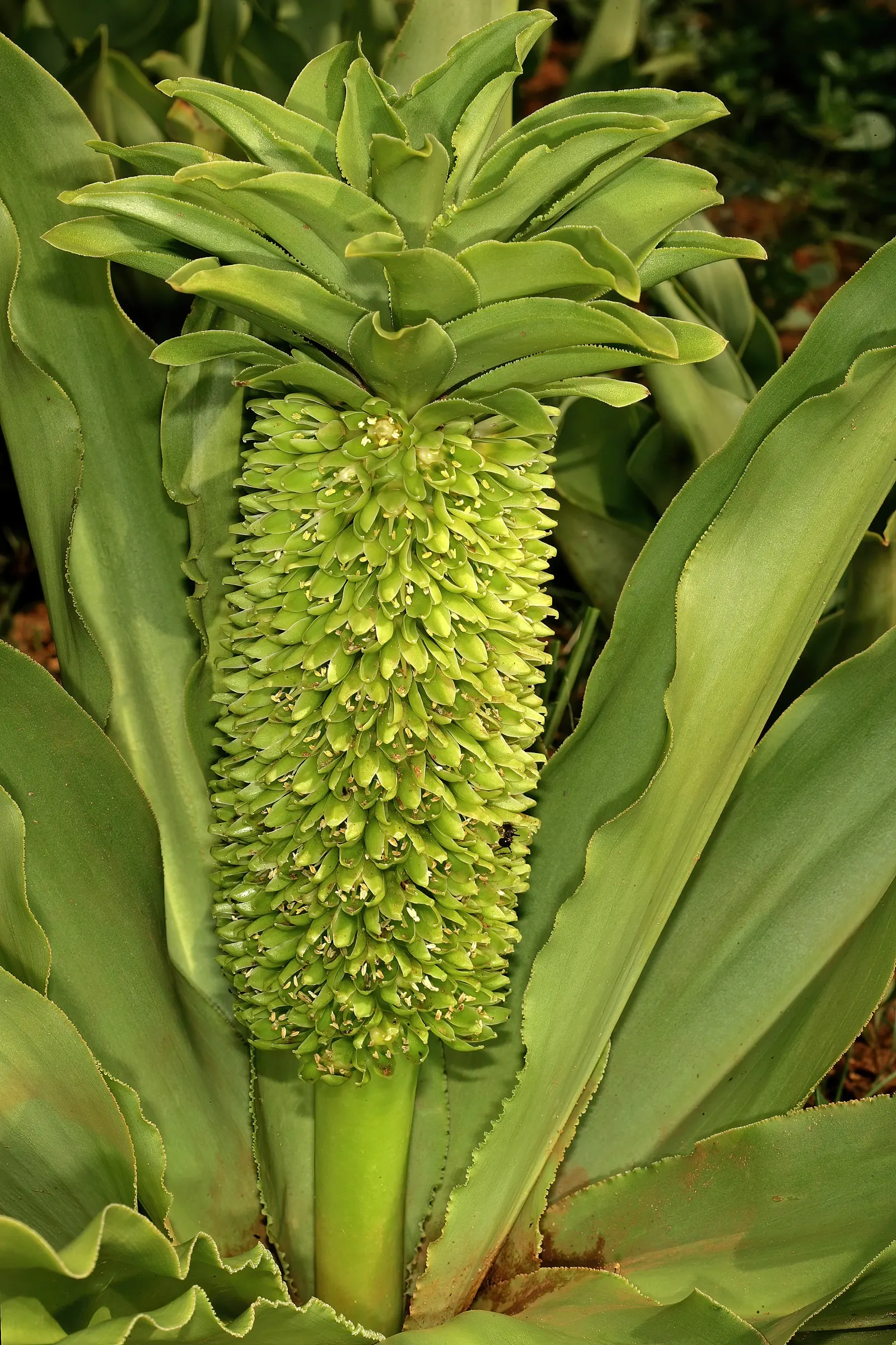 Pineapple Lilly (Eucomis Autumnalis) — topped by a tuft of leaf-like bracts