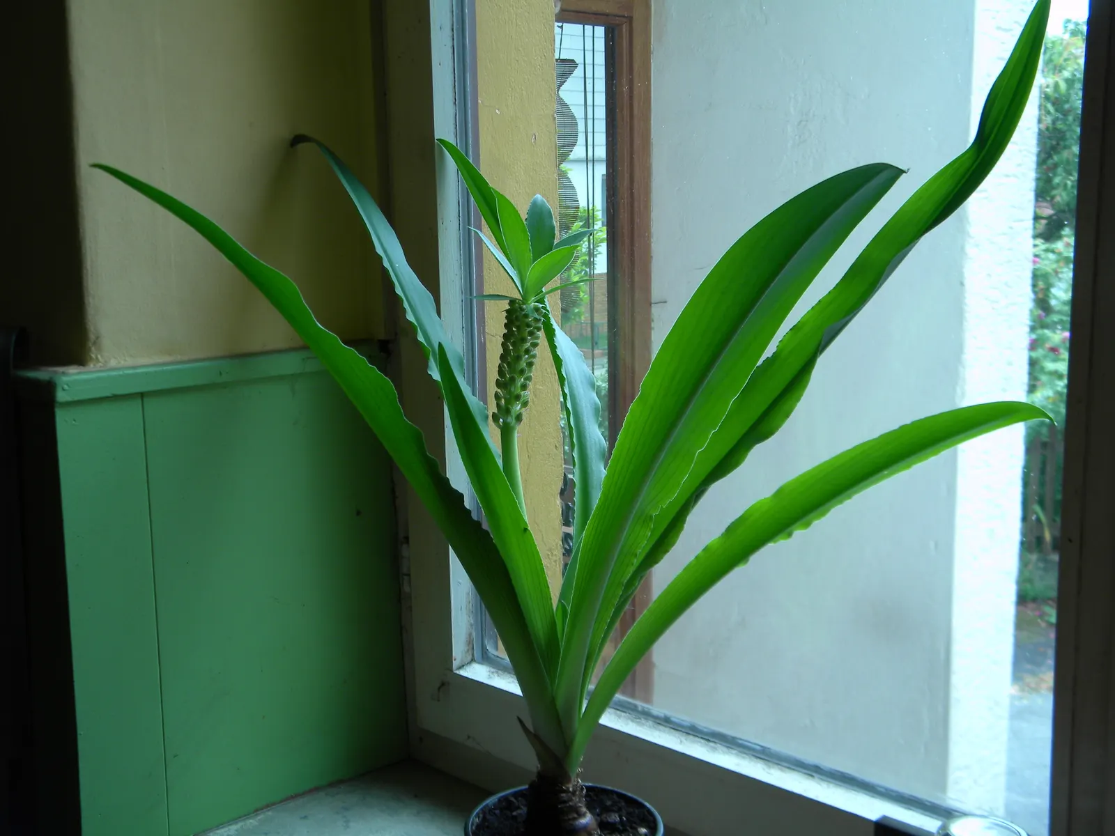 Pineapple Lilly (Eucomis Autumnalis) — While drought-tolerant once established; cluster them in groups to create a captivating focal point or use them to line