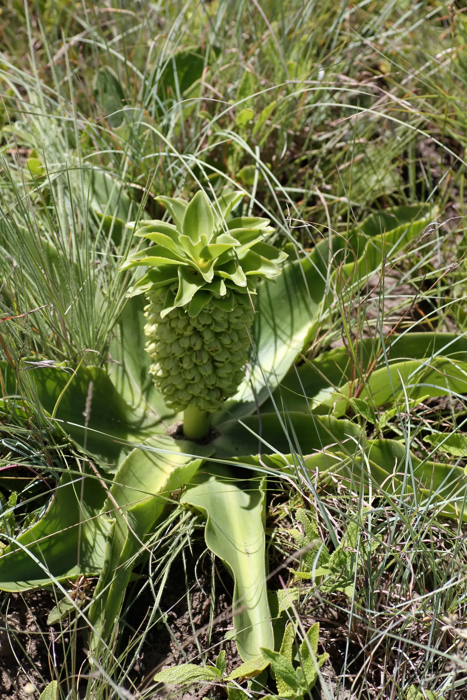 Pineapple Lilly (Eucomis Autumnalis) — The Pineapple Lily (Eucomis autumnalis) is a striking perennial, offering a tropical flair