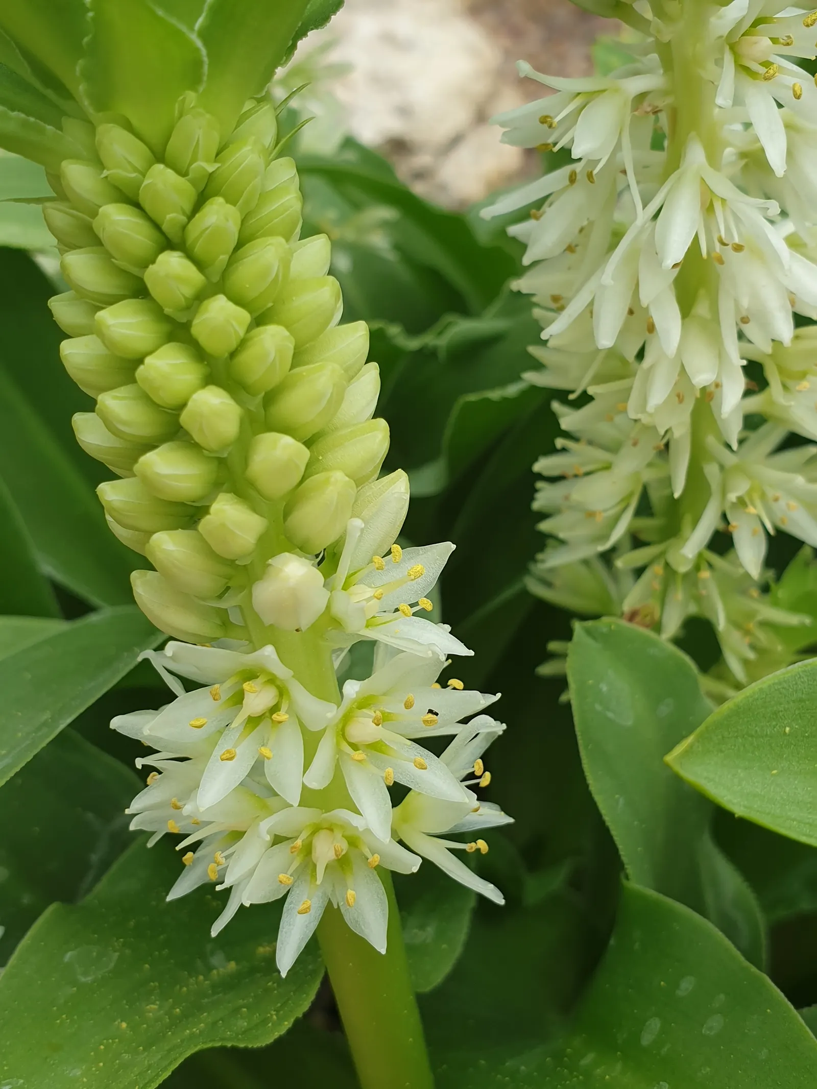 Pineapple Lilly (Eucomis Autumnalis) — scientifically named Eucomis autumnalis