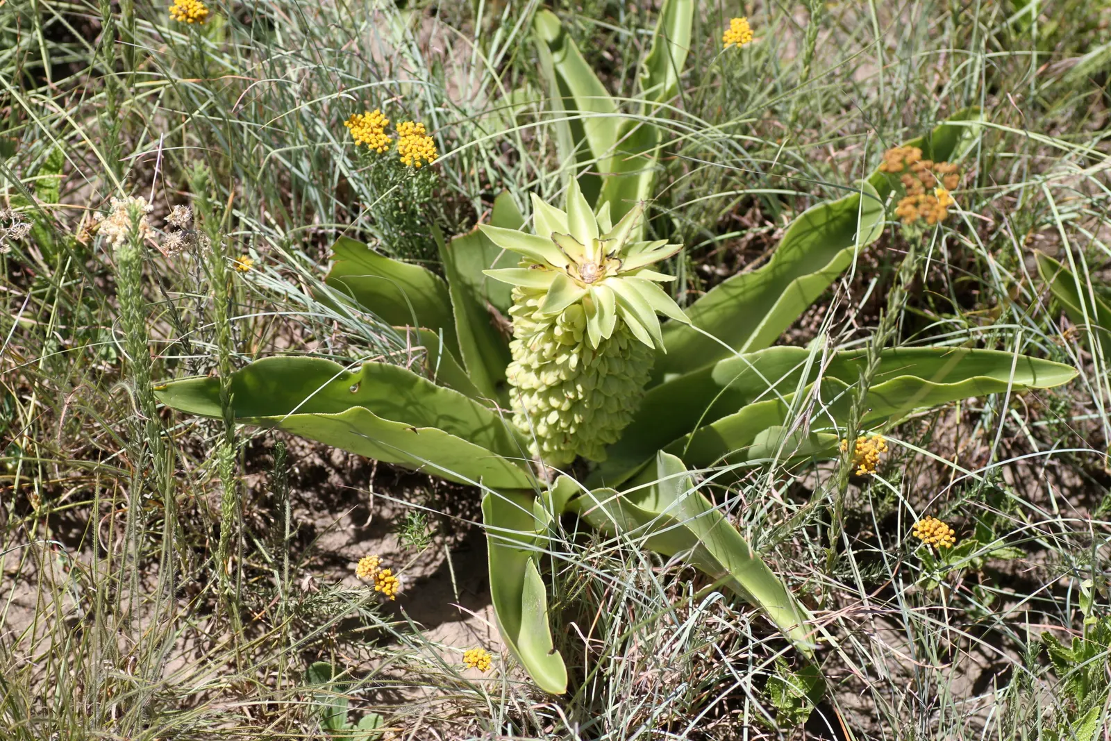 Pineapple Lilly (Eucomis Autumnalis) — offering an annual spectacle that is both eye-catching and conversation-provoking