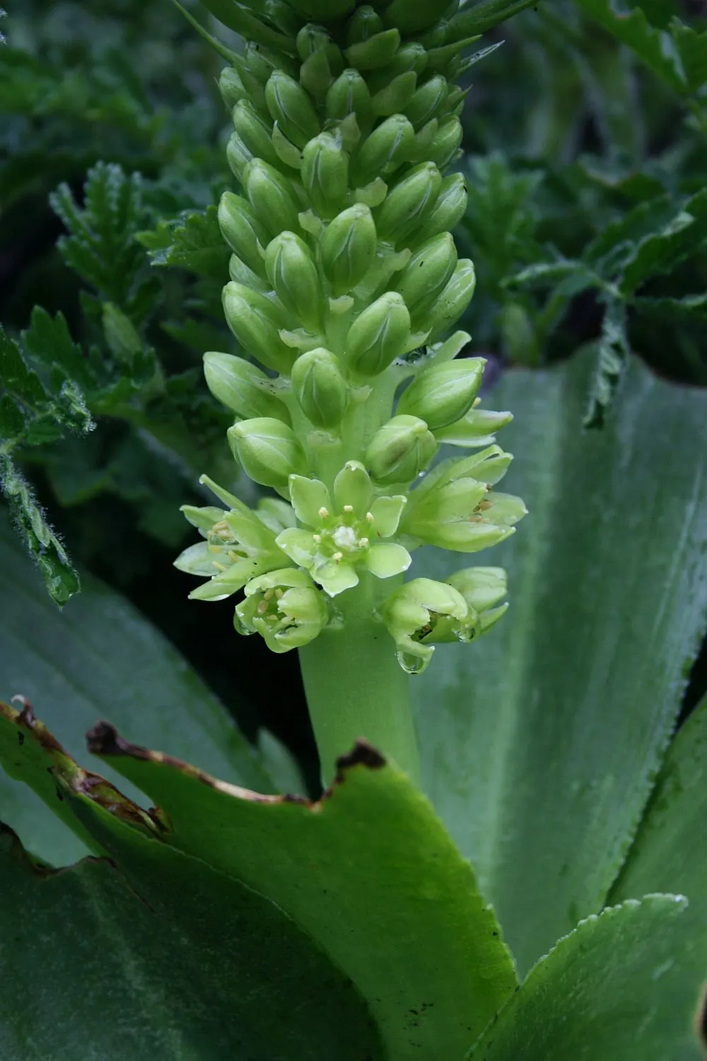 Pineapple Lilly (Eucomis Autumnalis) — In regions with colder climates, consider container planting to protect it from frost
