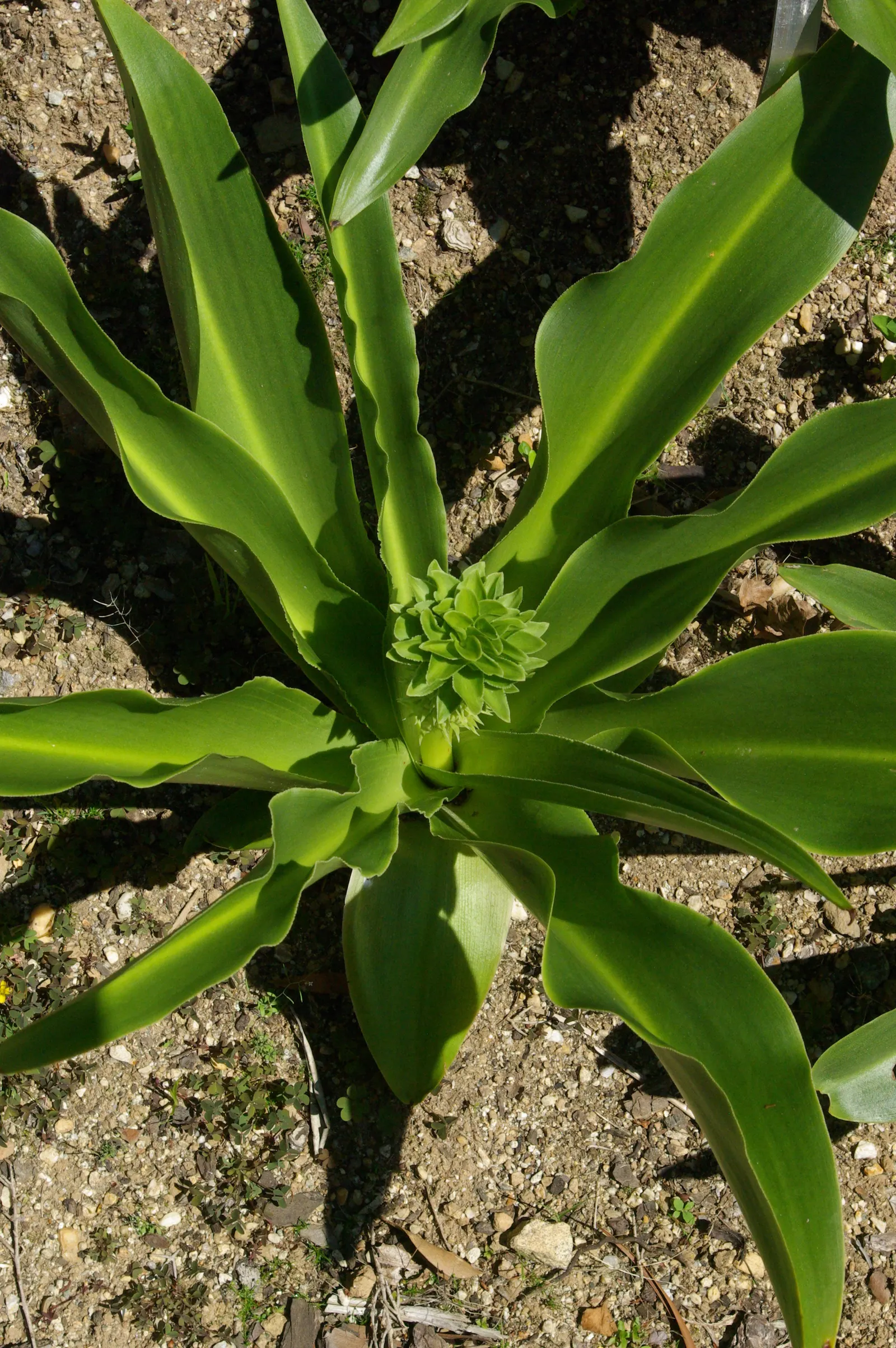 Pineapple Lilly (Eucomis Autumnalis) — star-shaped flowers ranging in color from white to soft green or even a subtle purple hue