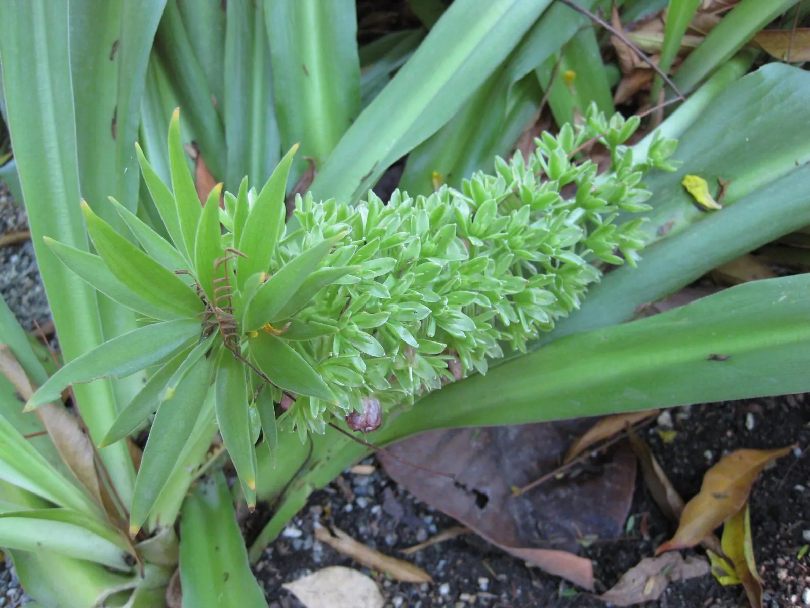 Pineapple Lilly (Eucomis Autumnalis) — Typically reaching 12-15 inches in height, it thrives in full to partial sun and well-draining soil; white flowers in