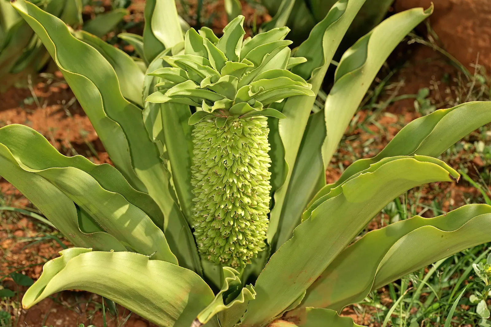 Pineapple Lilly (Eucomis Autumnalis) — bulb with white blooms