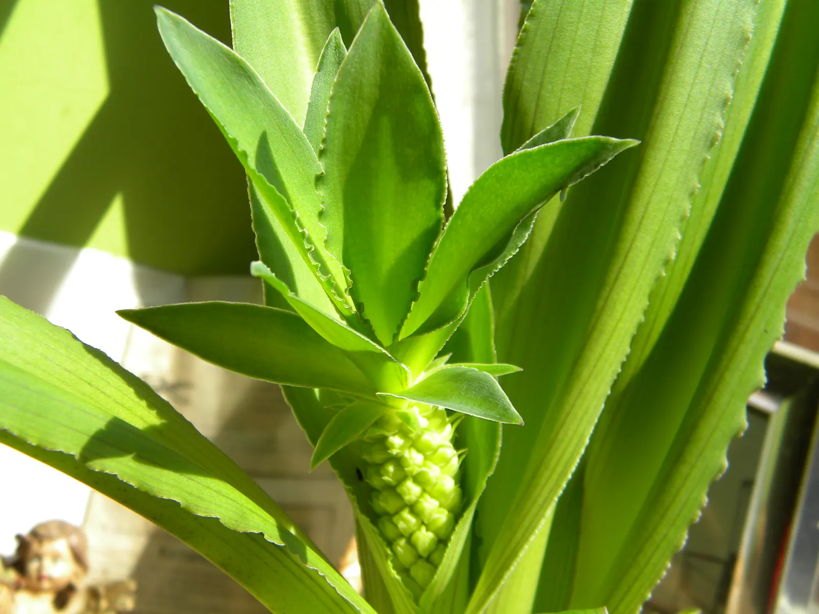 Pineapple Lilly (Eucomis Autumnalis) — cluster them in groups to create a captivating focal point or use them to line pathways for a dramatic effect, image 35