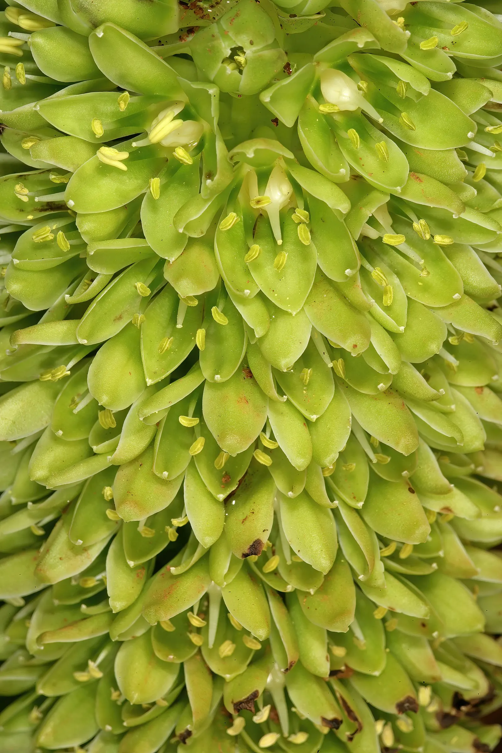 Pineapple Lilly (Eucomis Autumnalis) — and ease of care make them an excellent addition to the client's garden; star-shaped flowers ranging in color from white