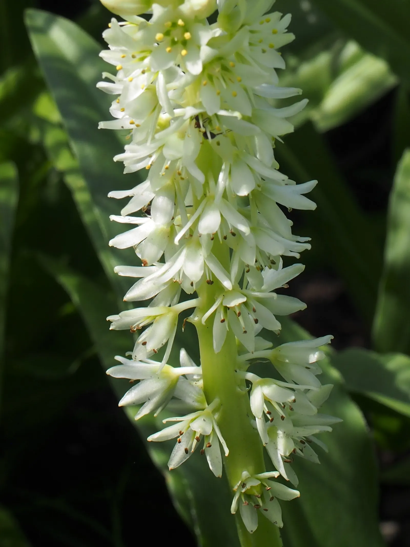 Pineapple Lilly (Eucomis Autumnalis) — In regions with colder climates, consider container planting to protect it from frost; usually between July and September