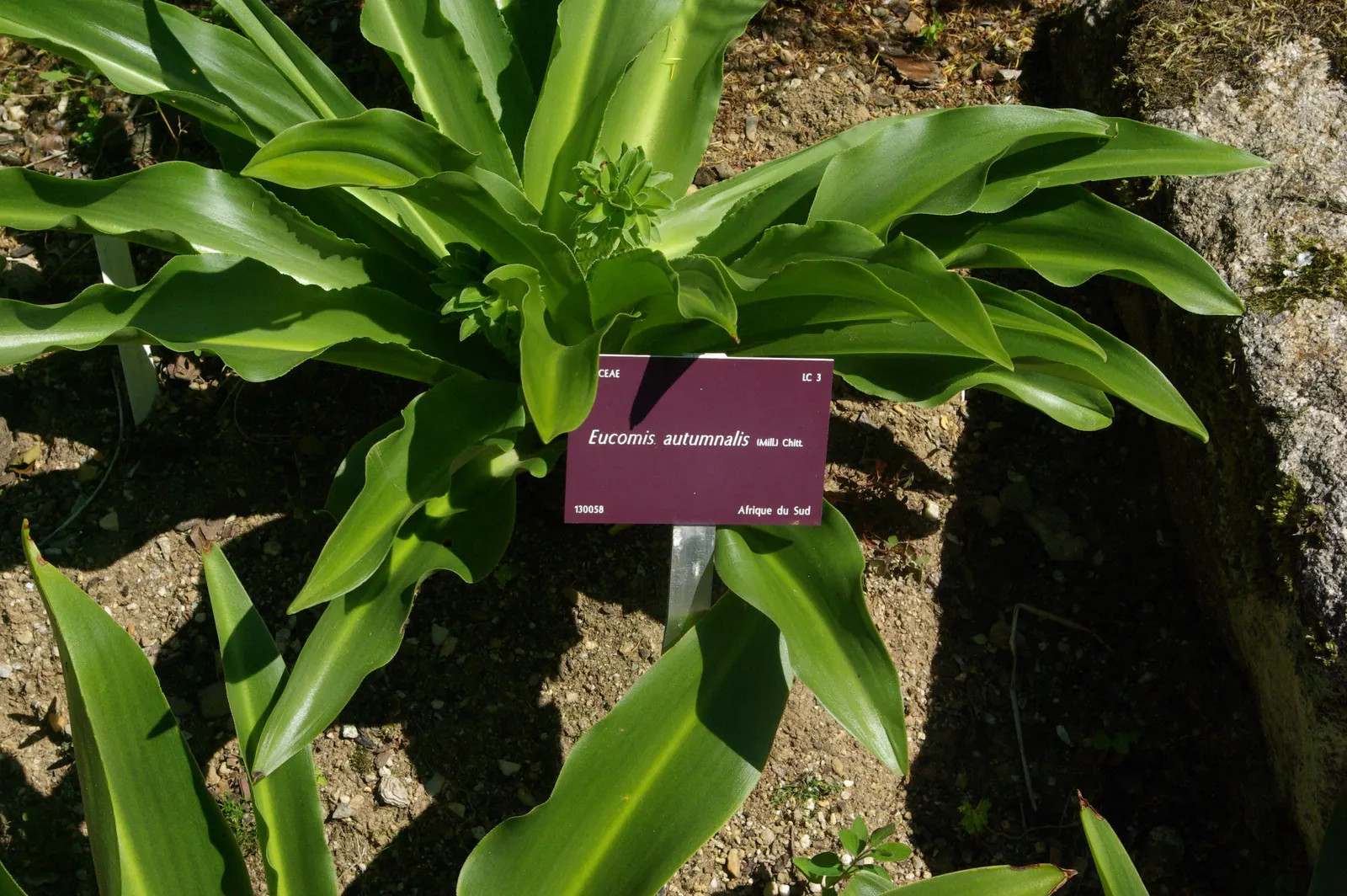Pineapple Lilly (Eucomis Autumnalis) — is a distinctive herbaceous perennial emanating a tropical allure that can elevate any garden design