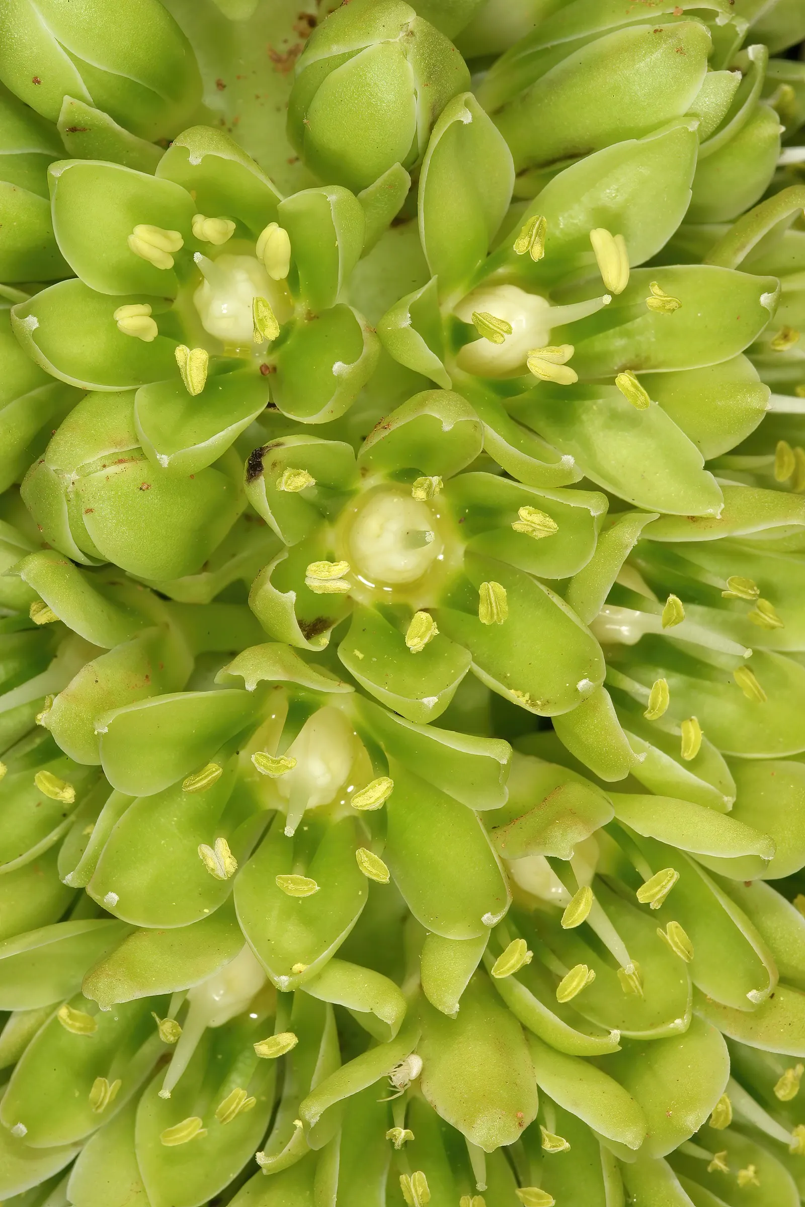 Pineapple Lilly (Eucomis Autumnalis) — bulb for half