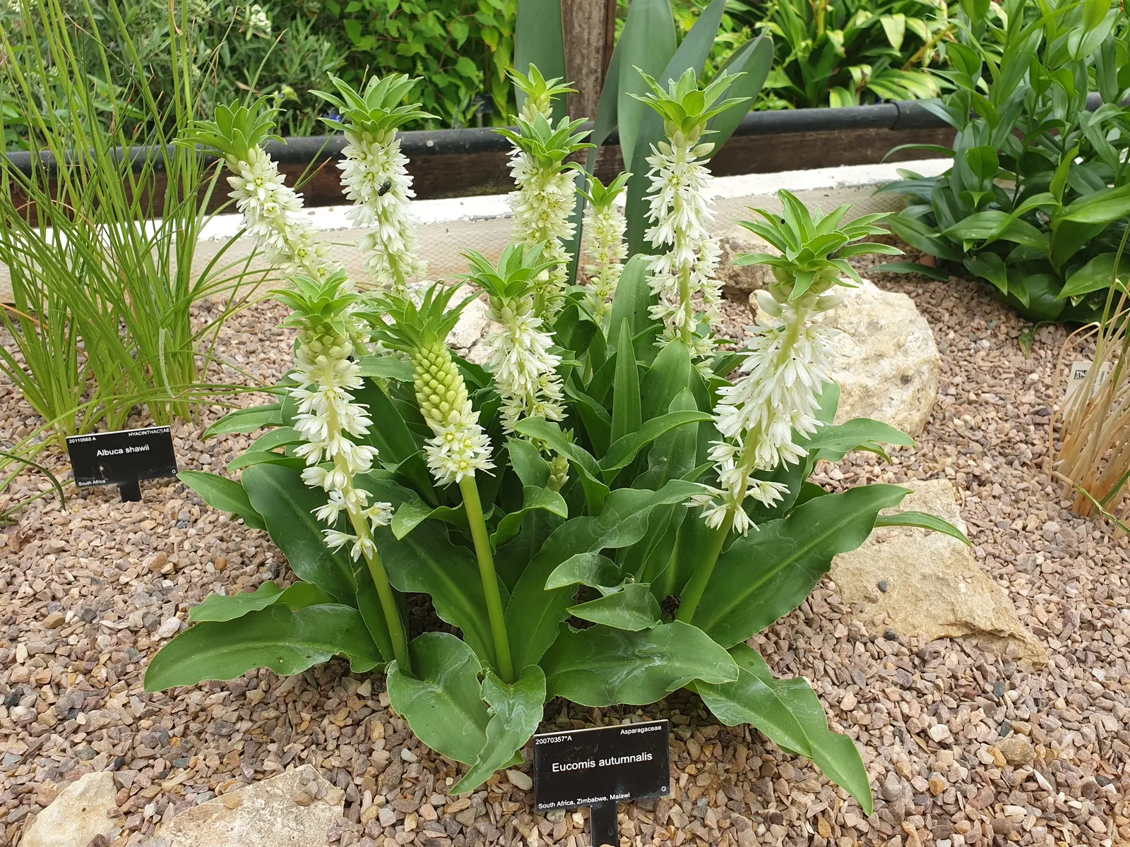 Pineapple Lilly (Eucomis Autumnalis) — scientifically named Eucomis autumnalis; eucomis autumnalis requires well-draining soil and full sun to partial shade