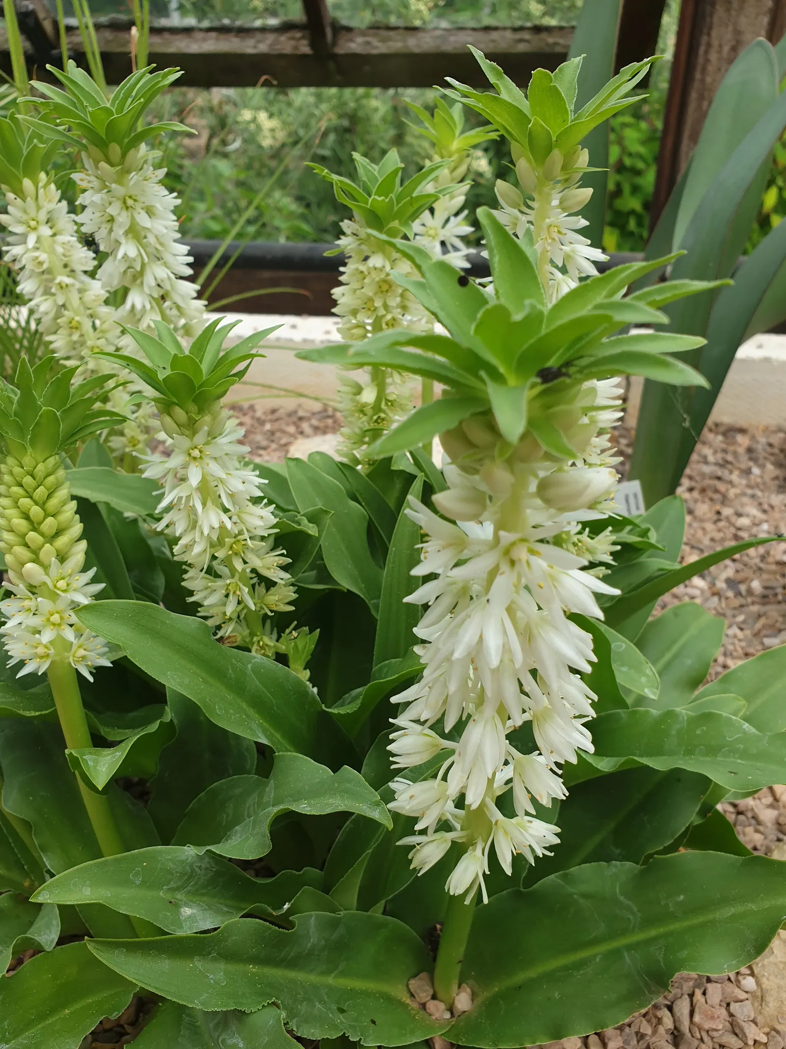Pineapple Lilly (Eucomis Autumnalis) — resembling a miniature pineapple
