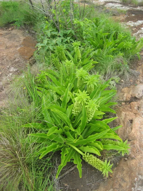 Pineapple Lilly (Eucomis Autumnalis) — cluster them in groups to create a captivating focal point or use them to line pathways for a dramatic effect