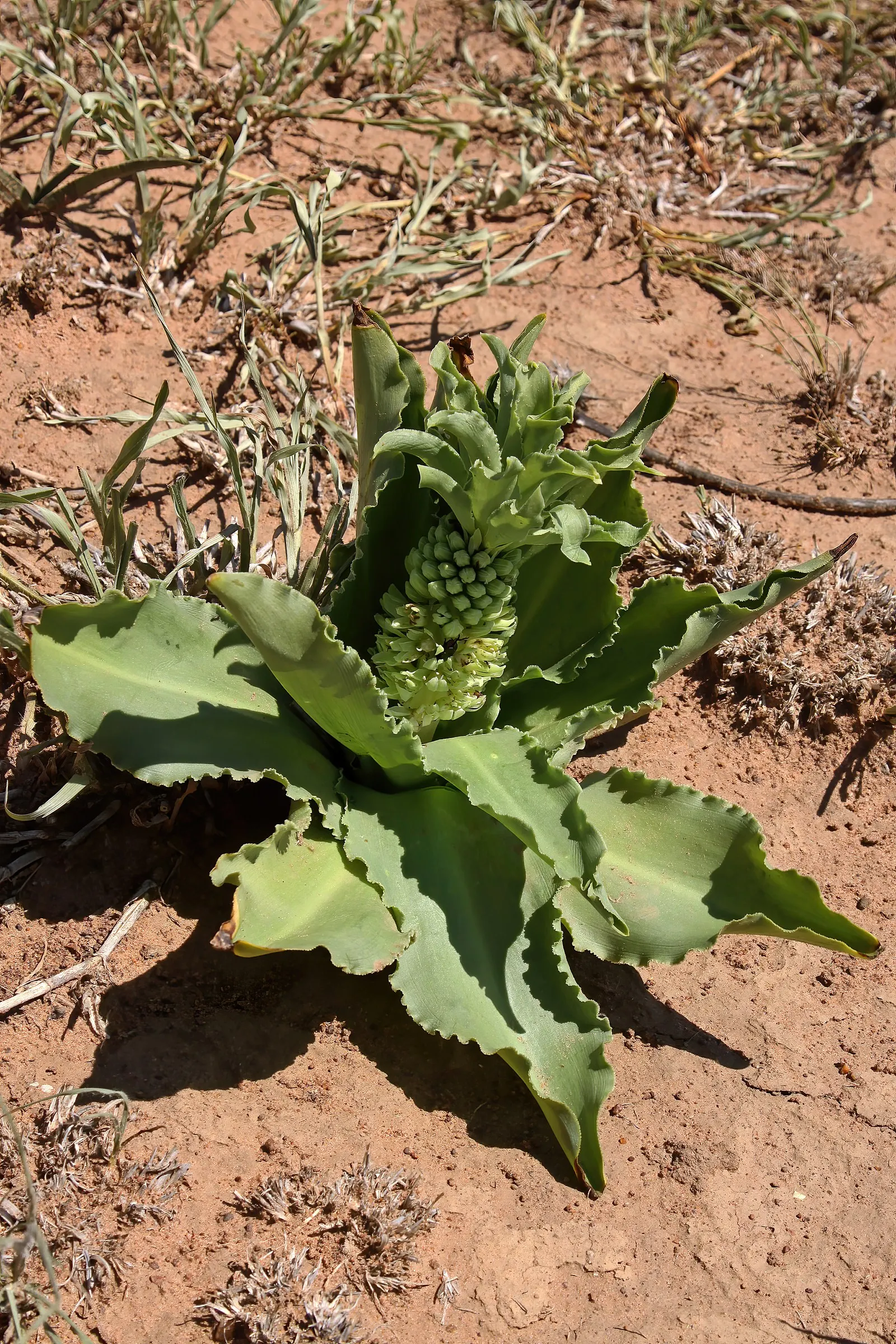 Pineapple Lilly (Eucomis Autumnalis) — topped by a tuft of leaf-like bracts; lush green base from which its unique floral spike emerges.<br><br>During the