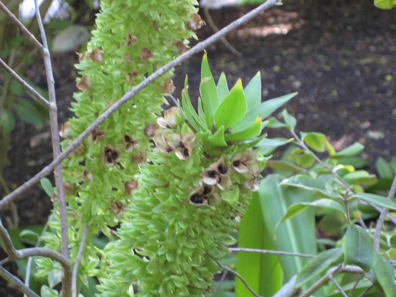 Pineapple Lilly (Eucomis Autumnalis) — star-shaped flowers ranging in color from white to soft green or even a subtle purple hue; bulb for half