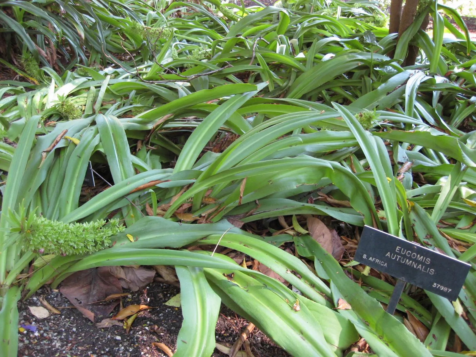 Pineapple Lilly (Eucomis Autumnalis) — lush green base from which its unique floral spike emerges.<br><br>During the summer months; is a distinctive herbaceous