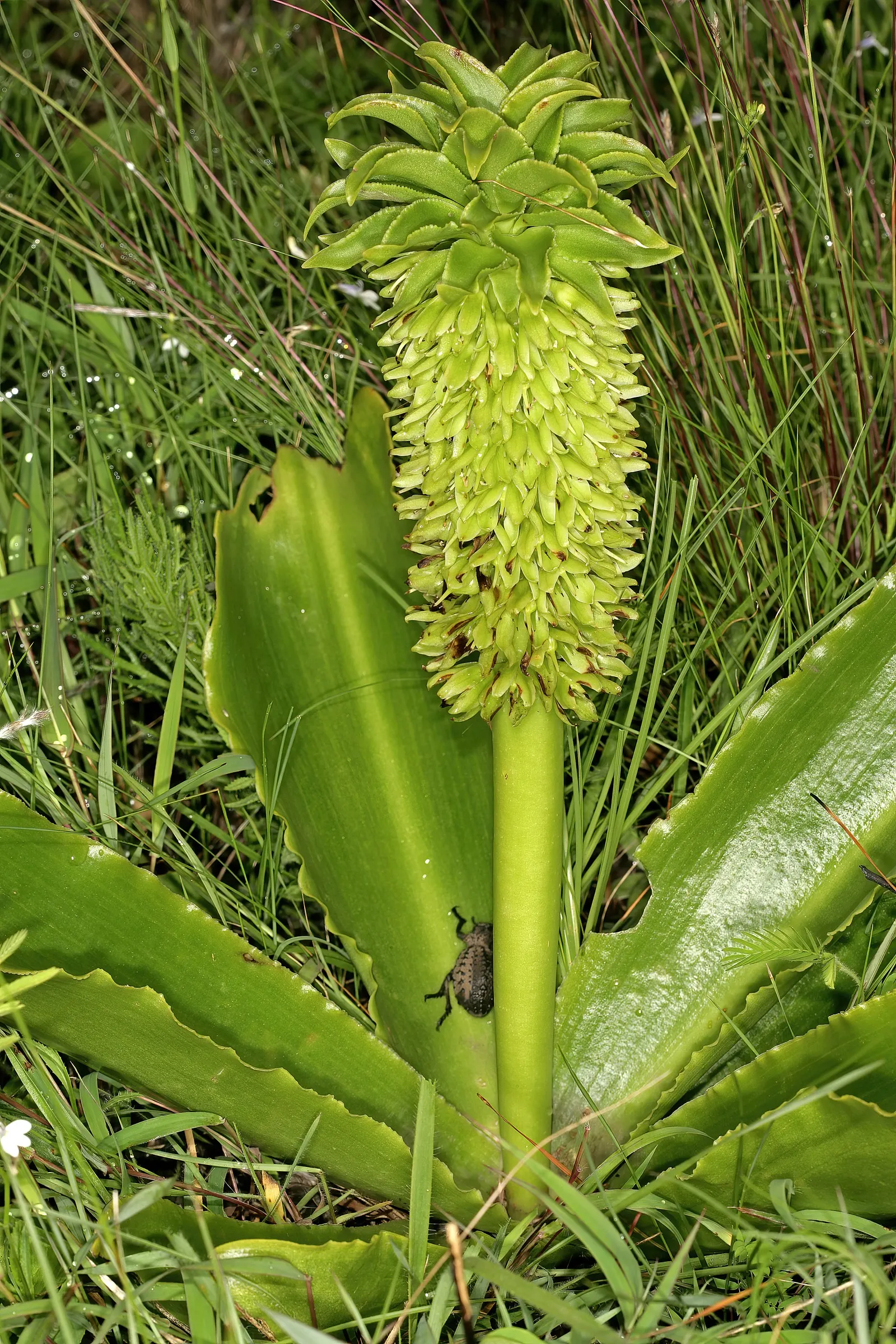 Pineapple Lilly (Eucomis Autumnalis) — Typically reaching 12-15 inches in height, it thrives in full to partial sun and well-draining soil