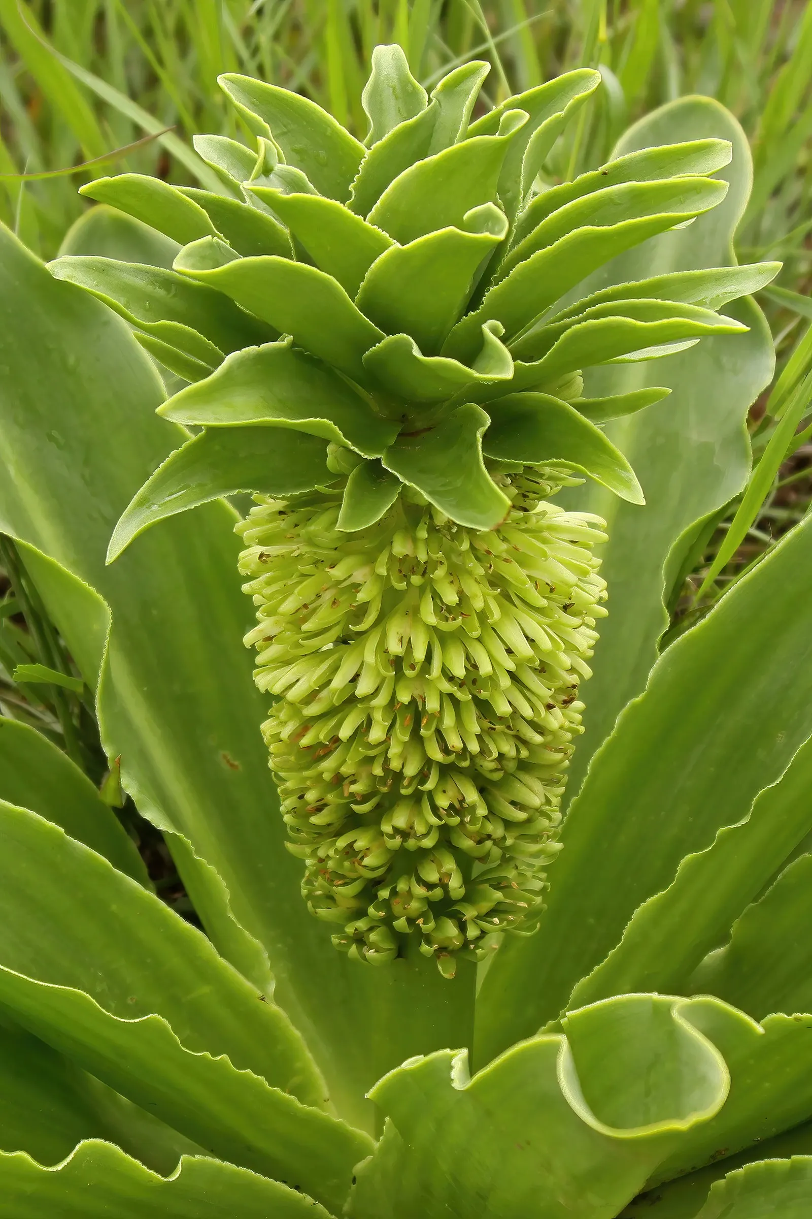 Pineapple Lilly (Eucomis Autumnalis) — Ideal for zones 7-10, it adds unique texture and an architectural element to borders or containers