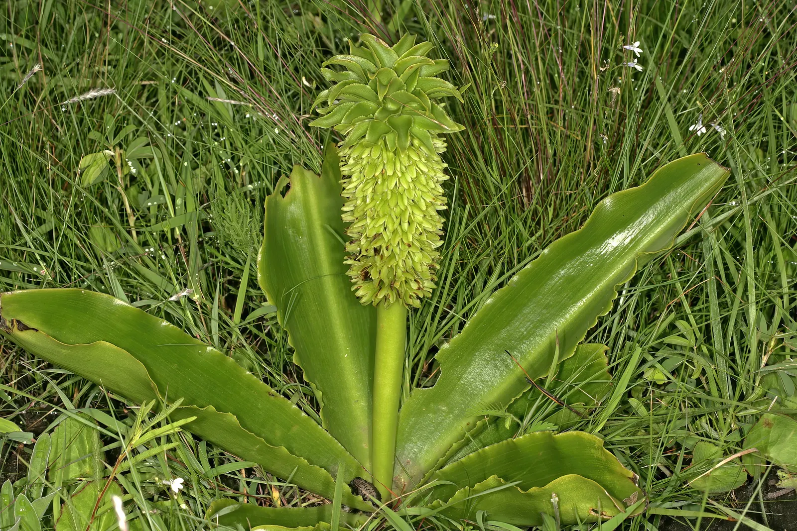 Pineapple Lilly (Eucomis Autumnalis) — white flowers in the garden; typically reaching 12-15 inches in height, it thrives in full to partial sun and