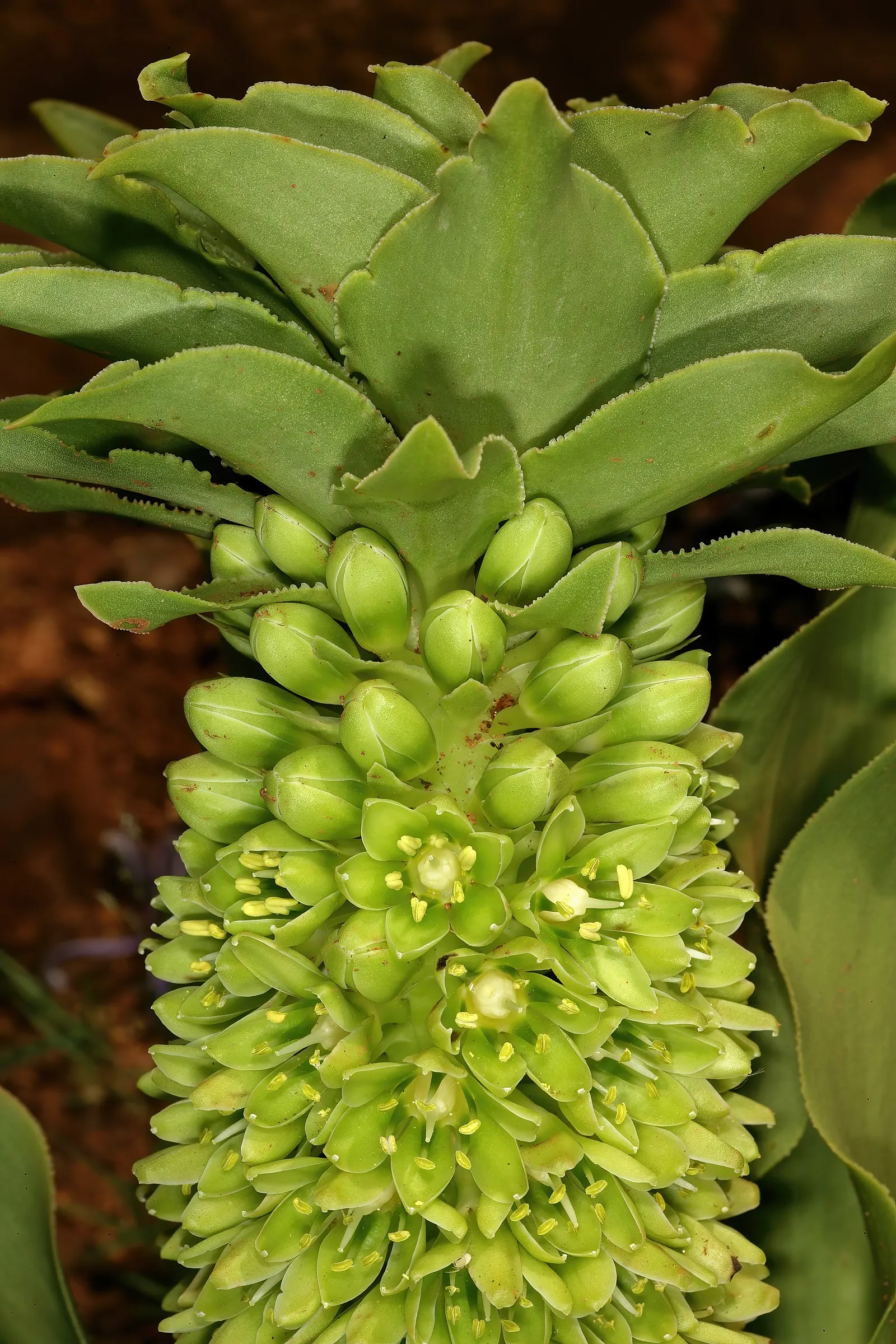 Pineapple Lilly (Eucomis Autumnalis) — Eucomis autumnalis requires well-draining soil and full sun to partial shade; the Pineapple Lily (Eucomis autumnalis) is