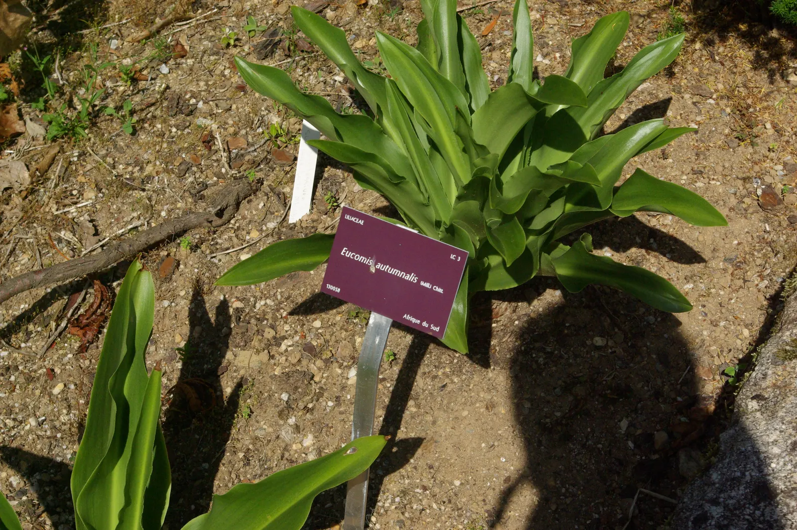 Pineapple Lilly (Eucomis Autumnalis) — lush green base from which its unique floral spike emerges.<br><br>During the summer months