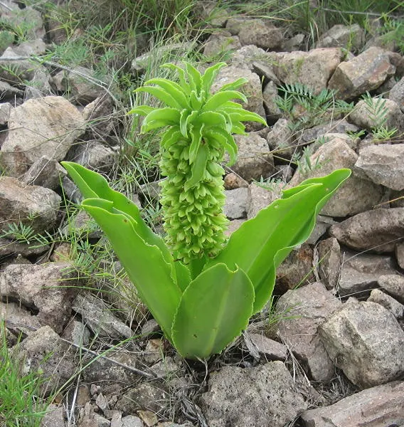 Pineapple Lilly (Eucomis Autumnalis) — Ideal for zones 7-10, it adds unique texture and an architectural element to borders or containers; scientifically named