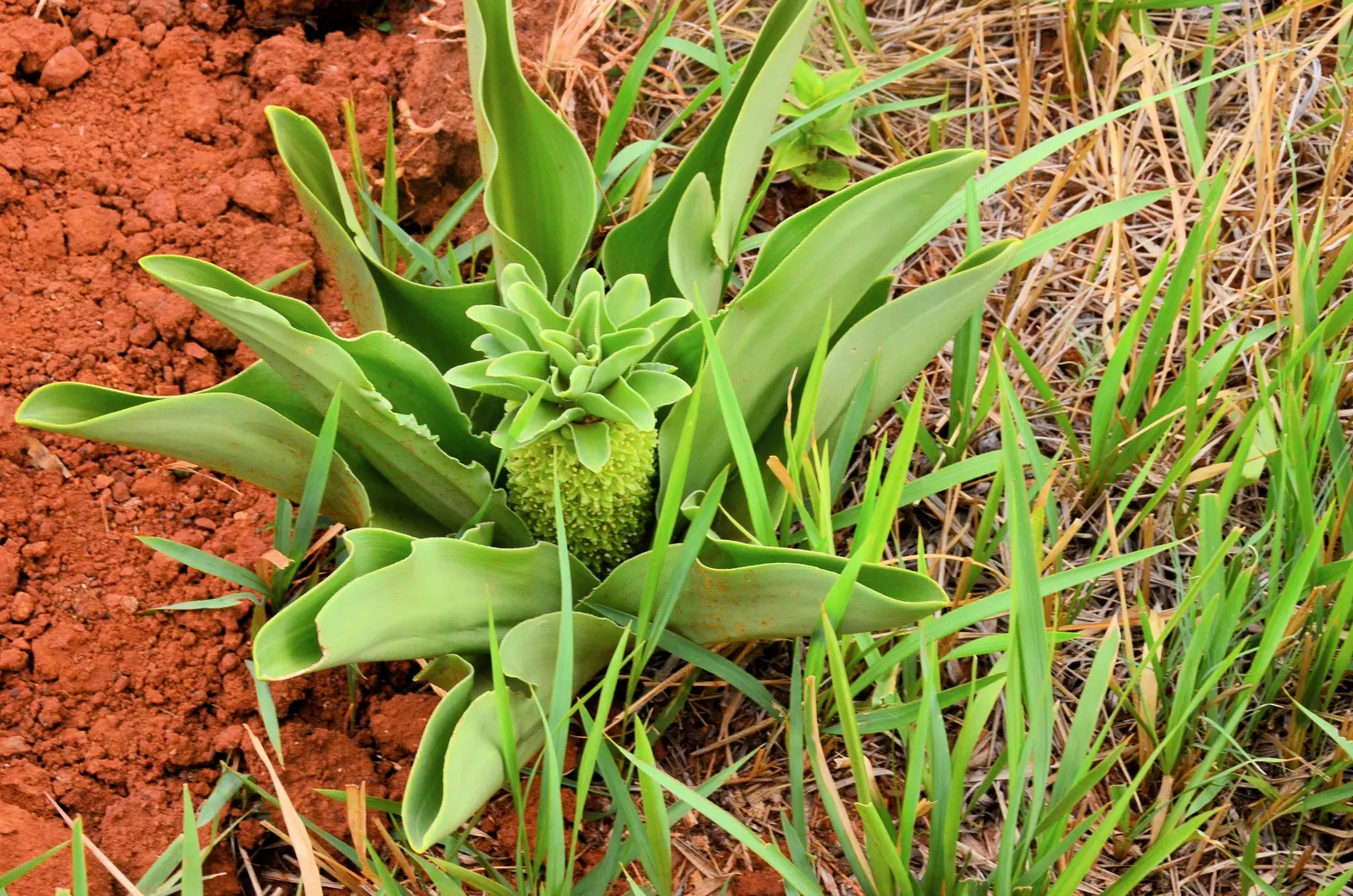 Pineapple Lilly (Eucomis Autumnalis) — Eucomis autumnalis requires well-draining soil and full sun to partial shade