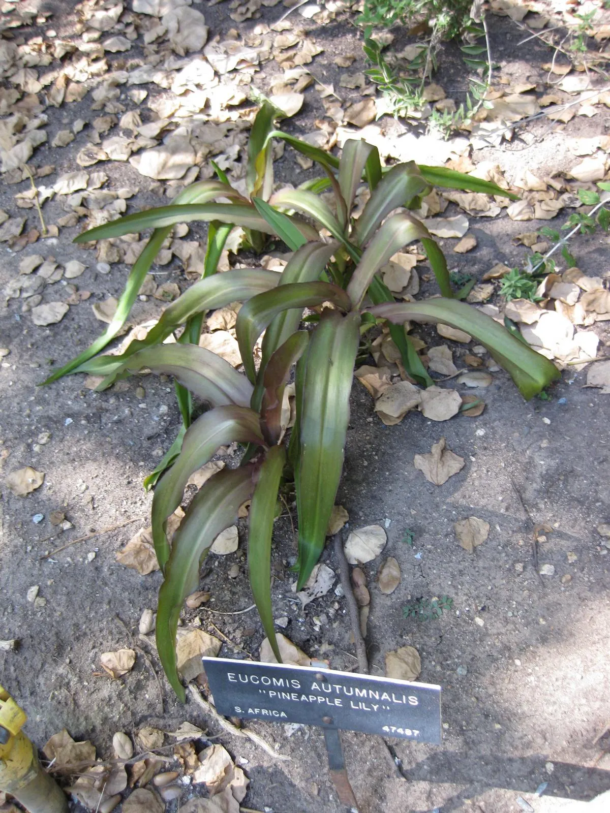 Pineapple Lilly (Eucomis Autumnalis) — resembling a miniature pineapple; resembles a miniature pineapple and can reach a height of up to 10 to 15 inches