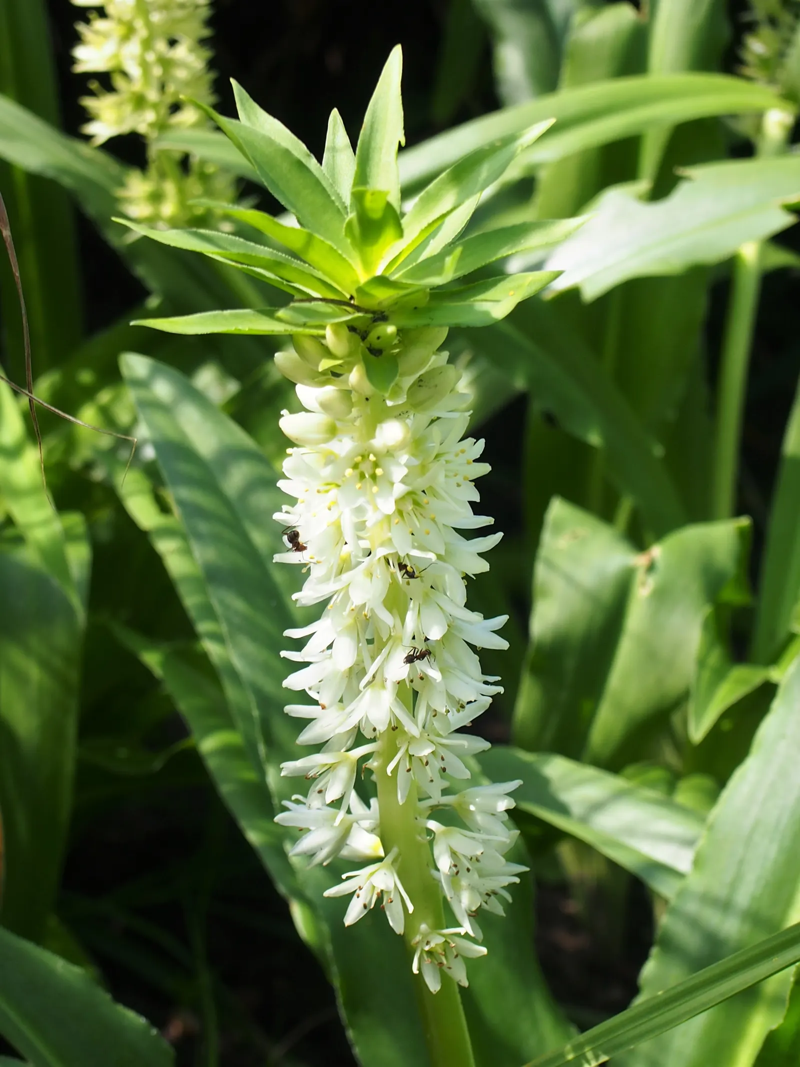 Pineapple Lilly (Eucomis Autumnalis) — resembles a miniature pineapple and can reach a height of up to 10 to 15 inches; while drought-tolerant once established