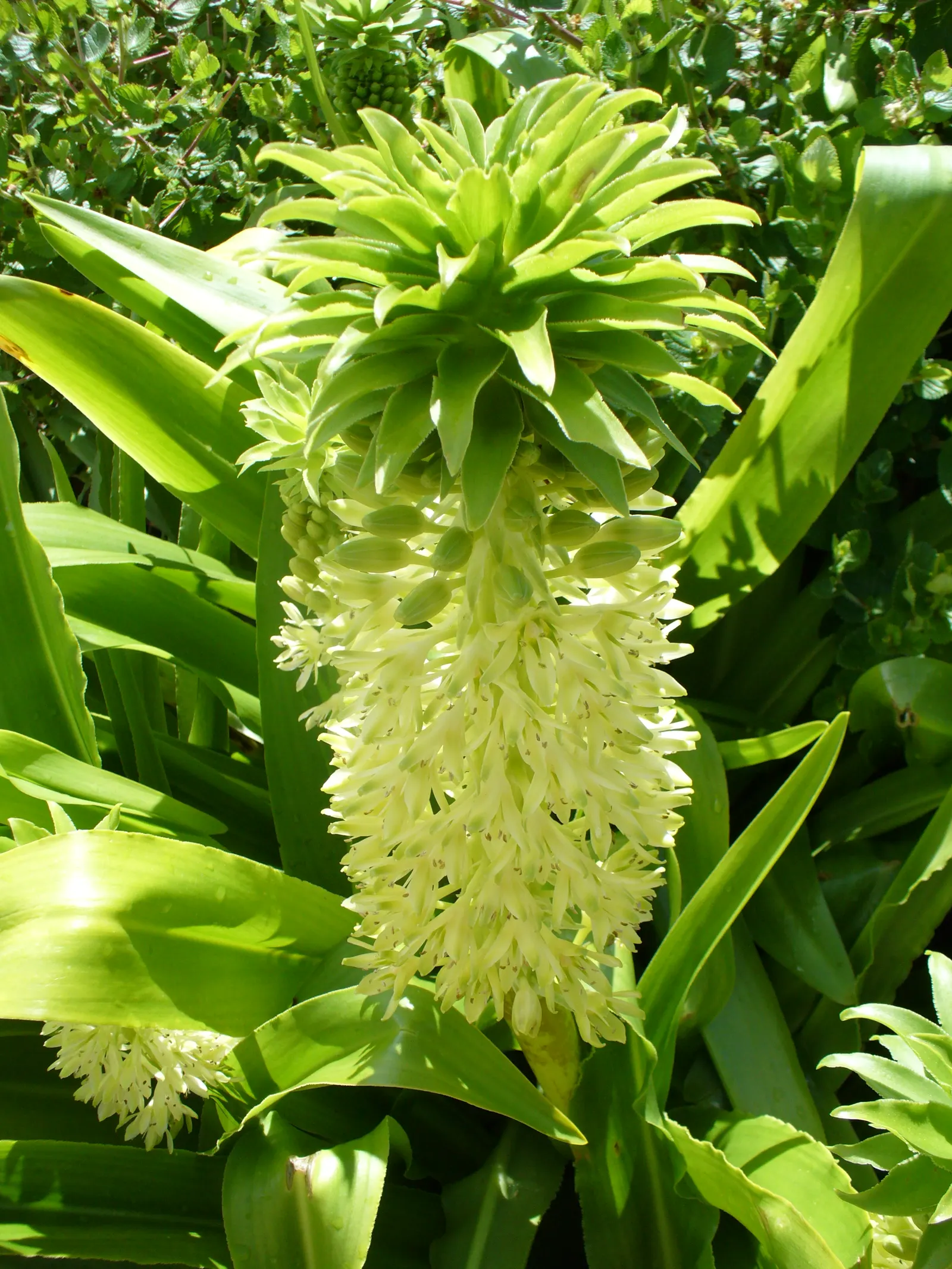 Pineapple Lilly (Eucomis Autumnalis) — and ease of care make them an excellent addition to the client's garden