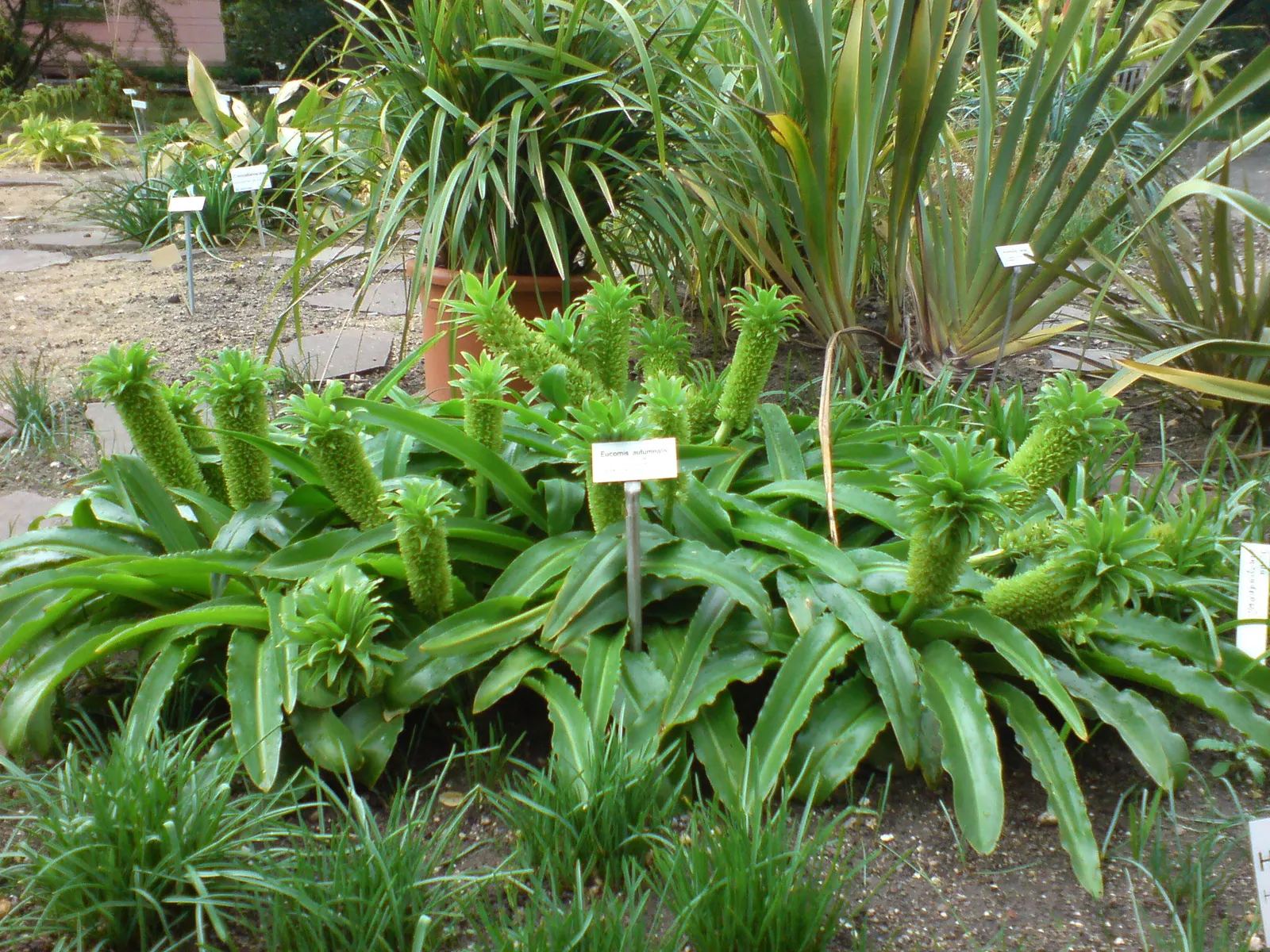 Pineapple Lilly (Eucomis Autumnalis) — The Pineapple Lily (Eucomis autumnalis) is a striking perennial, offering a tropical flair; ideal for zones 7-10, it
