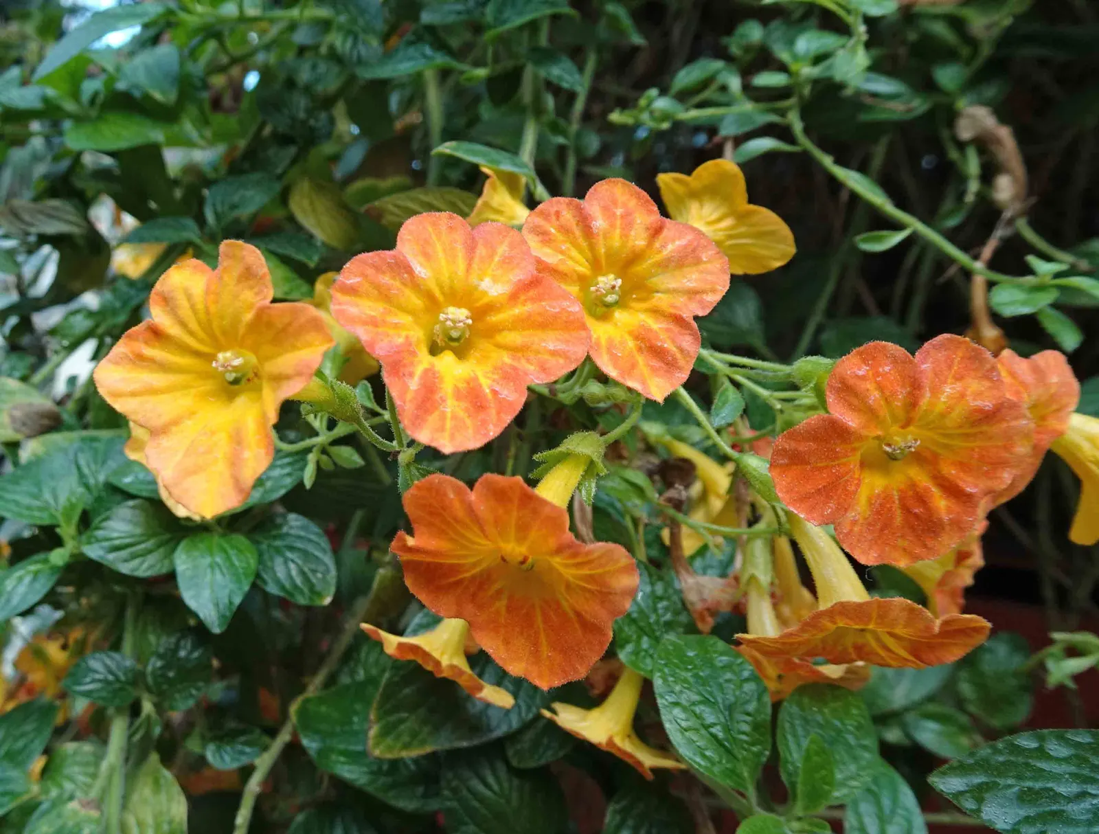 Marmalade Bush, Firebush (Streptosolen Jamesonii) — Requires moderate watering and well-draining soil; the Marmalade Bush exhibits a mounding growth habit