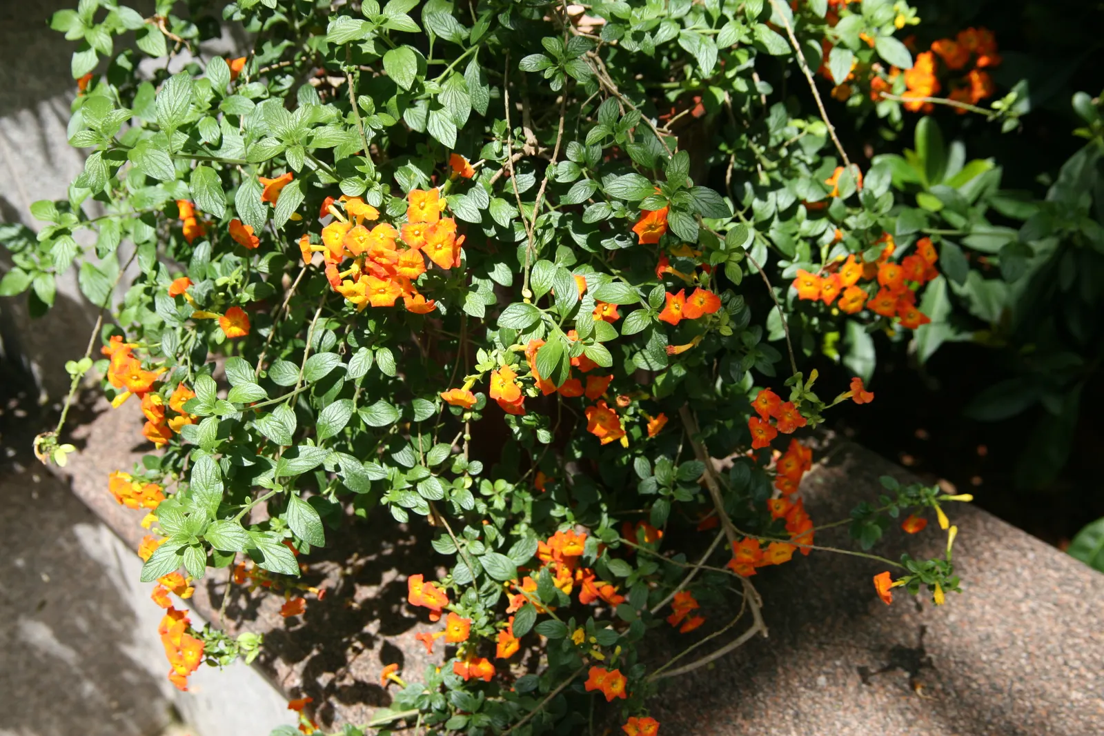 Marmalade Bush, Firebush (Streptosolen Jamesonii) — is a vibrant evergreen shrub famed for its profusion of fiery; ideal for zones 9-11, it reaches, image 67