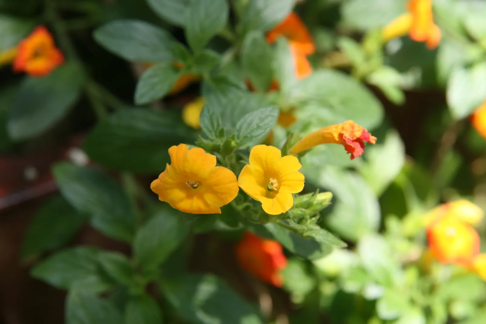 Marmalade Bush, Firebush (Streptosolen Jamesonii) — peaking during spring and summer months; hence the nickname 'Firebush', image 56