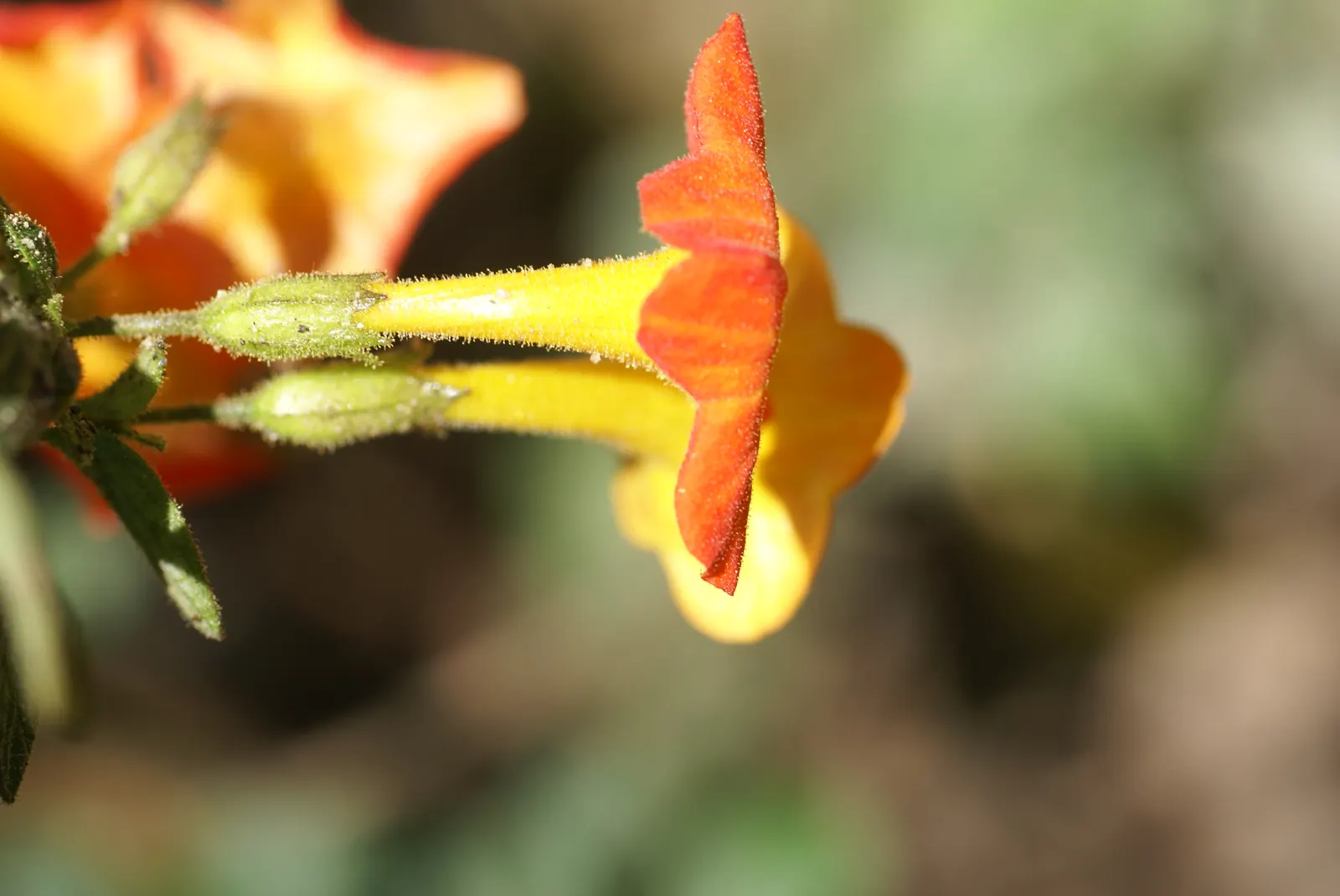 Marmalade Bush, Firebush (Streptosolen Jamesonii) — Light frost can damage the foliage