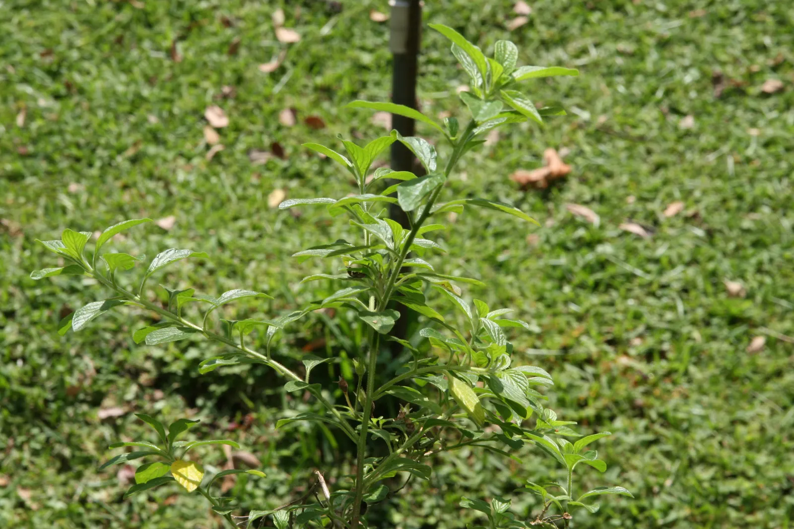Marmalade Bush, Firebush (Streptosolen Jamesonii) — The vivid orange blooms progressively darken to a deep orange or almost red hue with age; shrub / vine for