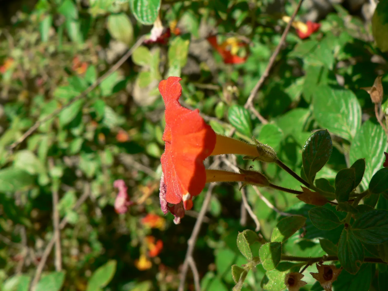 Marmalade Bush, Firebush (Streptosolen Jamesonii) — The vivid orange blooms progressively darken to a deep orange or almost red hue with age; shrub, image 57