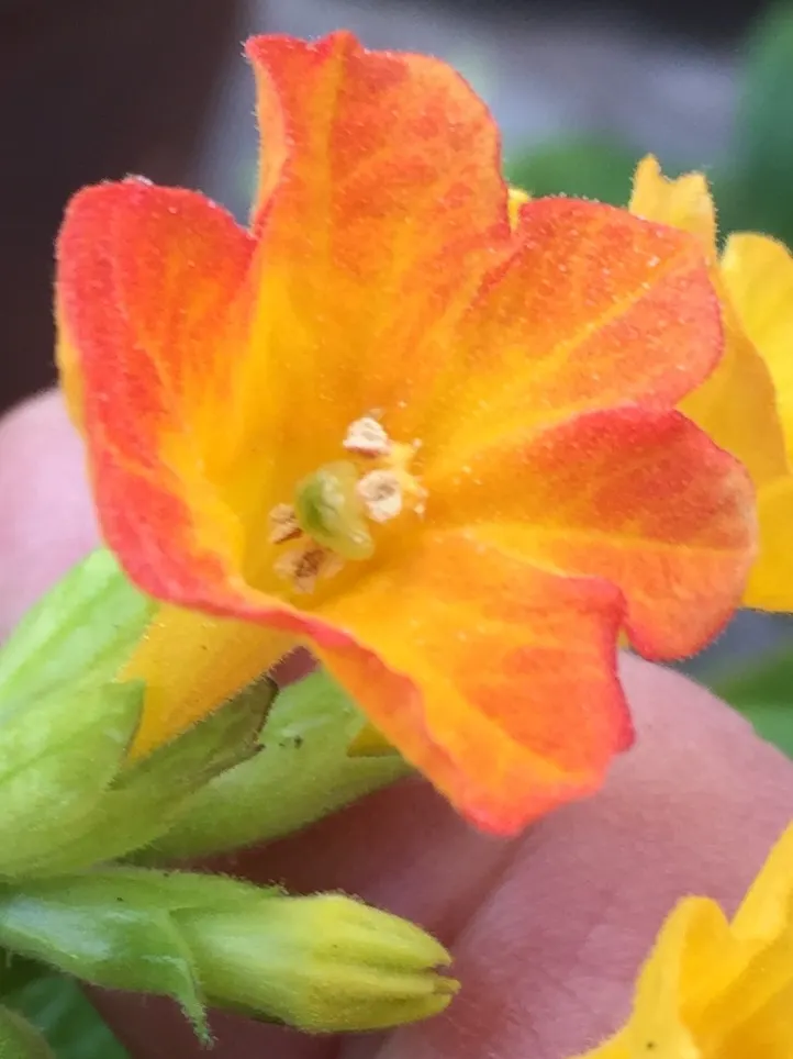 Marmalade Bush, Firebush (Streptosolen Jamesonii) — it should be placed in a location where it can receive full sun to partial shade; is an, image 55