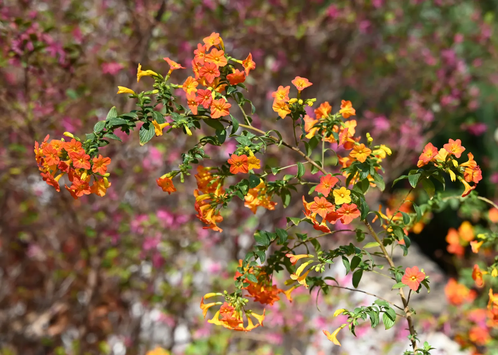 Marmalade Bush, Firebush (Streptosolen Jamesonii) — shrub / vine for full or half; it is suited to USDA Hardiness Zones 9 to 11, image 66