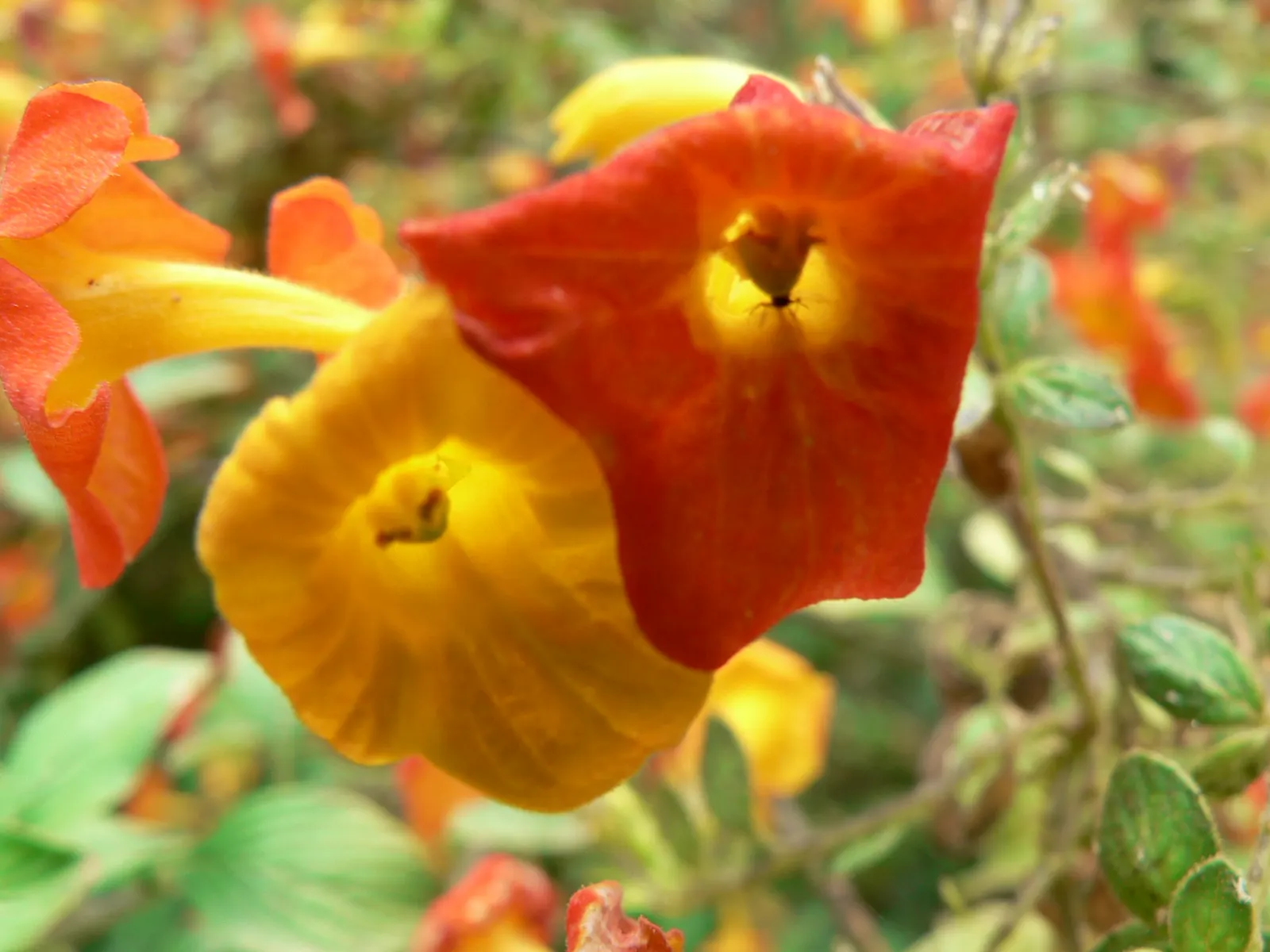 Marmalade Bush, Firebush (Streptosolen Jamesonii) — giving the appearance of a flame