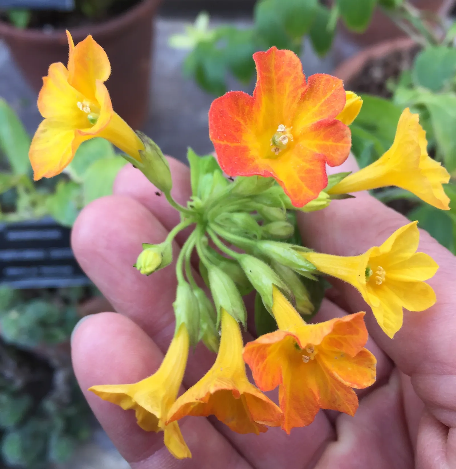 Marmalade Bush, Firebush (Streptosolen Jamesonii) — Originating from the Andean regions of South America