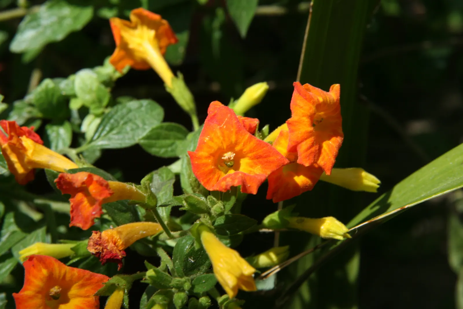 Marmalade Bush, Firebush (Streptosolen Jamesonii) — commonly known as the Marmalade Bush or Firebush; orange-yellow tubular blooms, image 73
