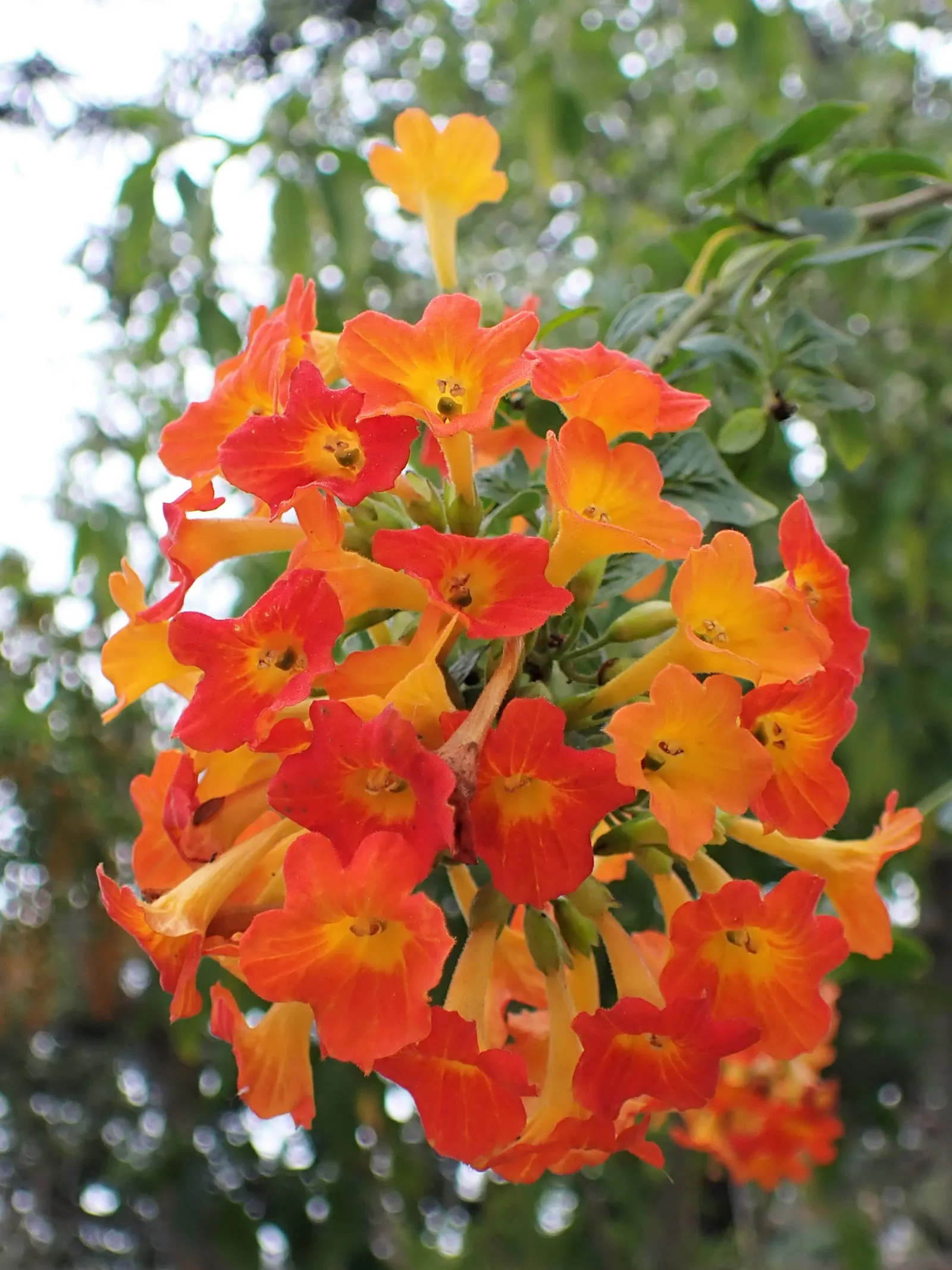 Marmalade Bush, Firebush (Streptosolen Jamesonii) — which peak in spring and summer; being more drought-tolerant once established, image 69